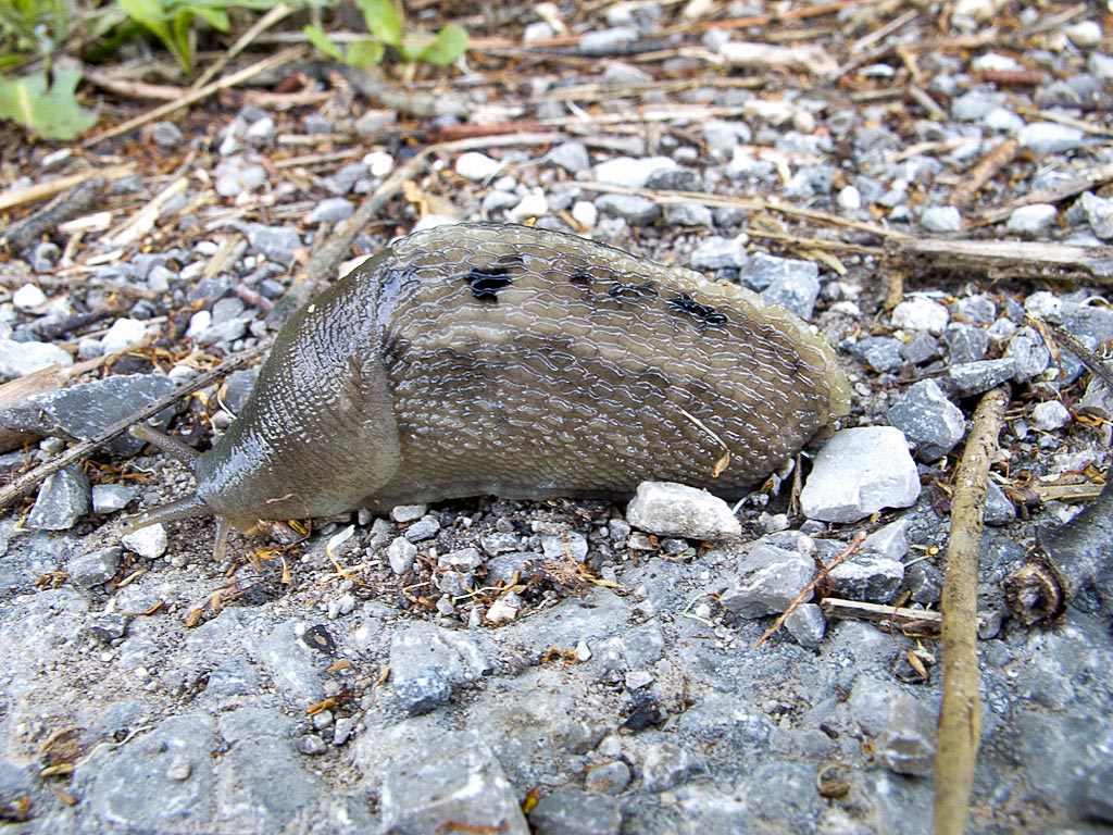 Limax cinereoniger-gruppo da Trieste